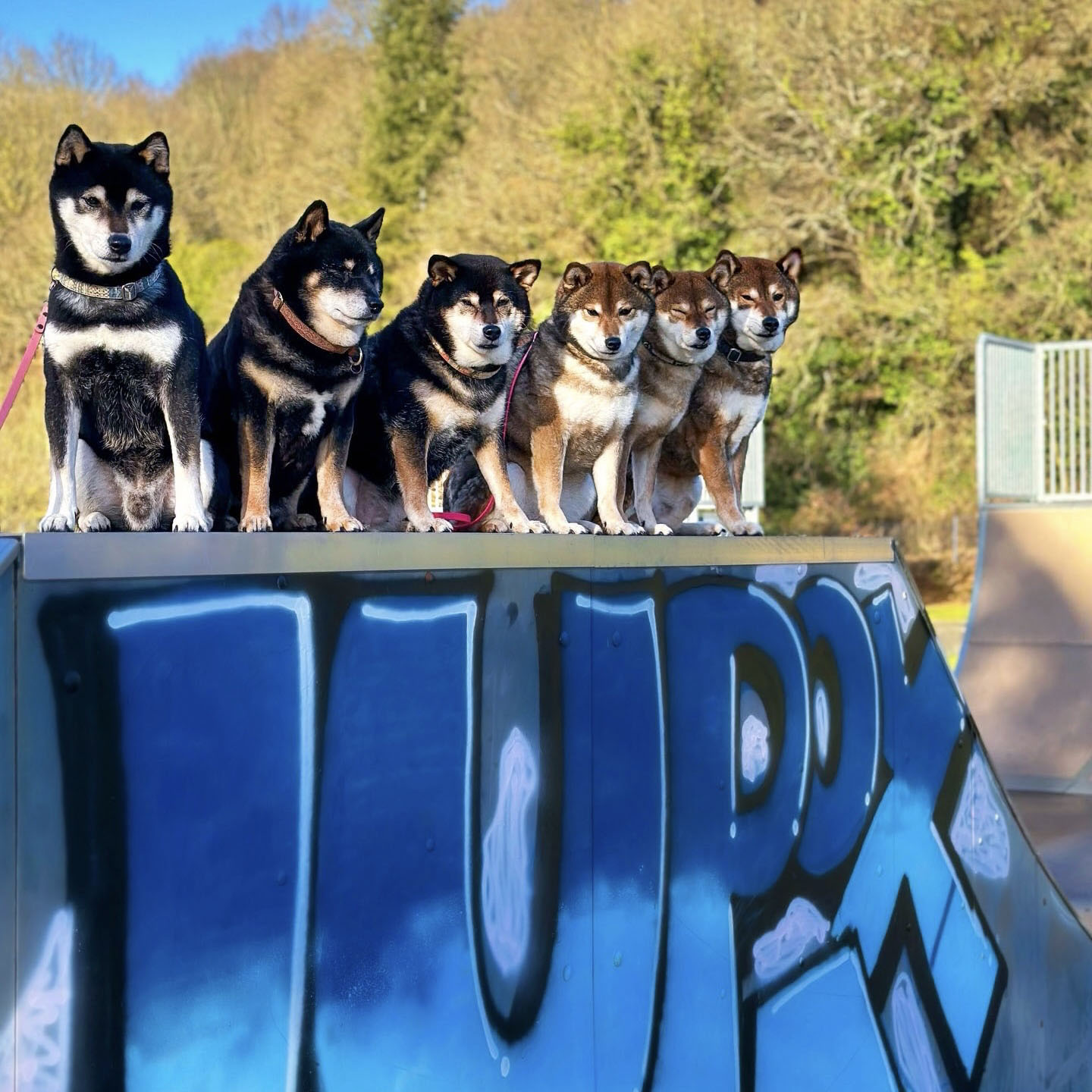 agence-communication-chien-animalier ShibaCrewLife - meute-chien-rampe-skate-park