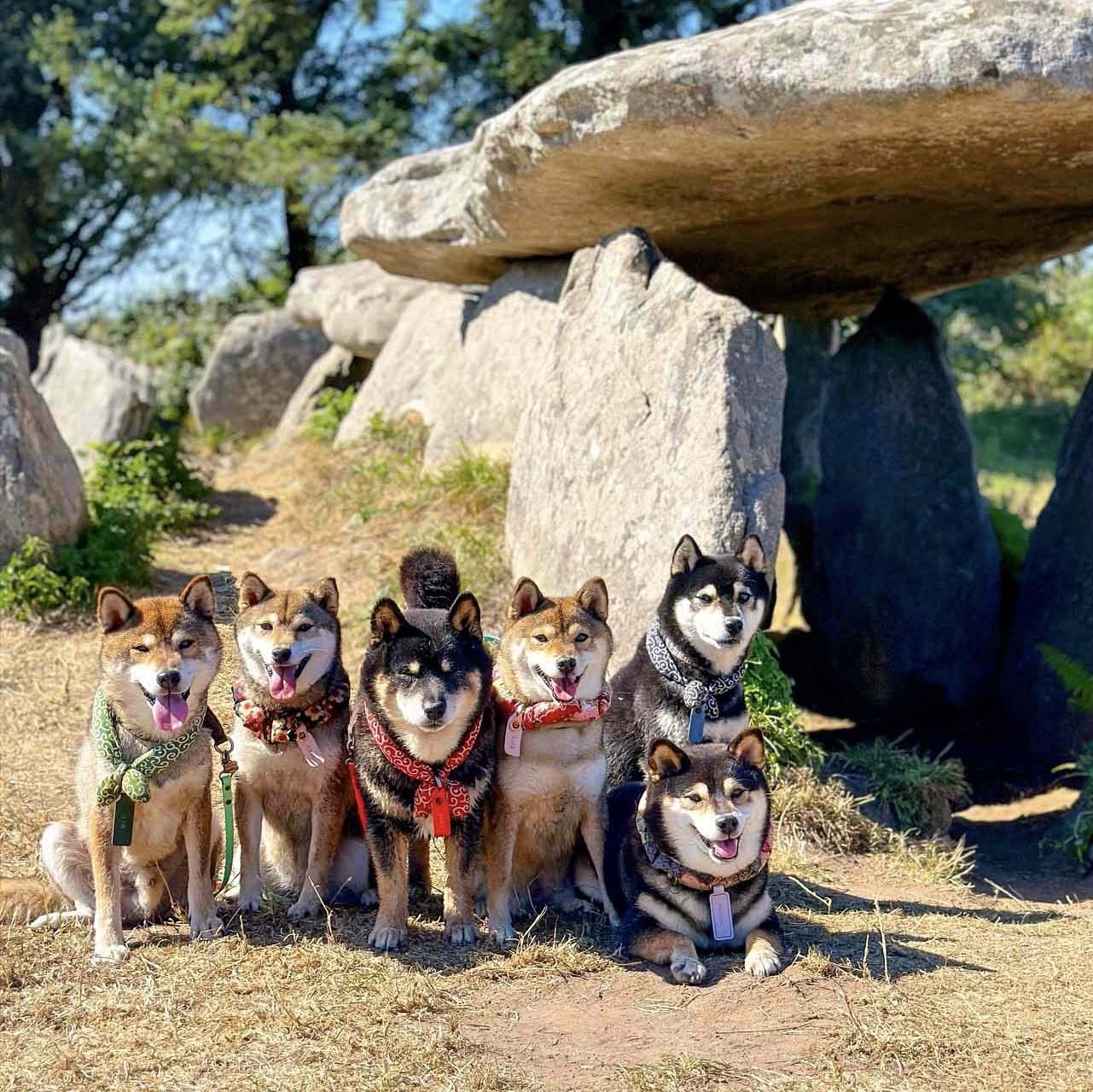 ShibaCrewLife-Chiens-shiba-inu-seance-photo-dolmens