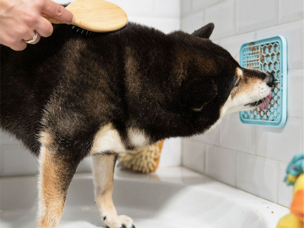 ShibaCerwLife-chiens-partenariat-marque-teste-produit