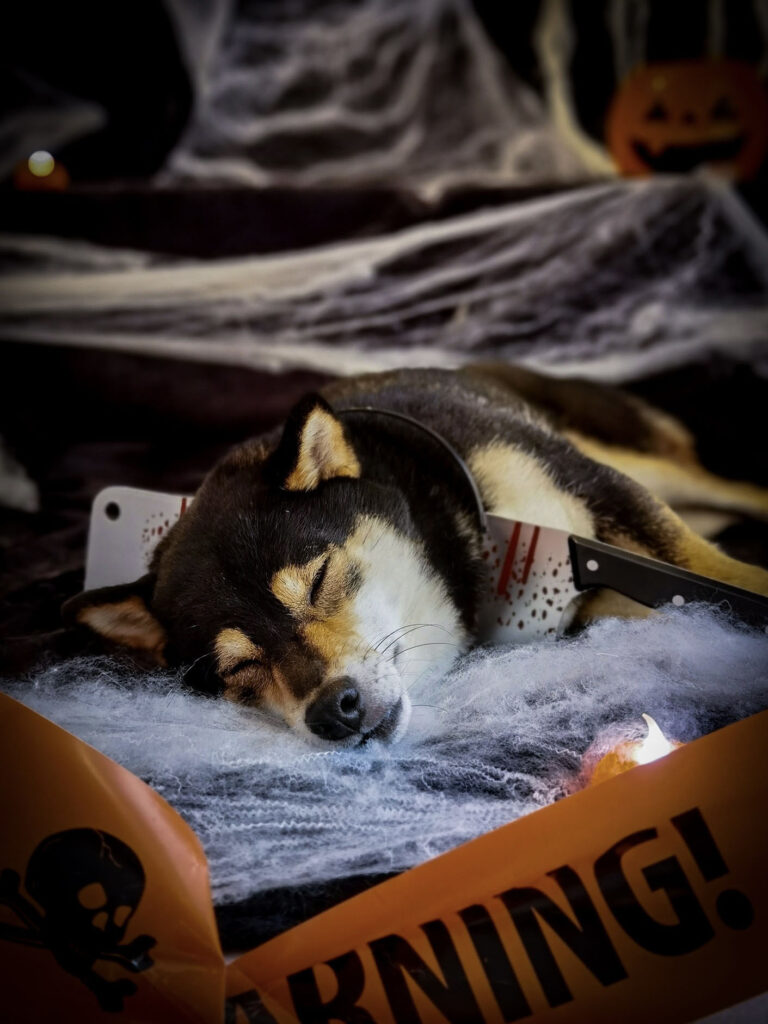 ShibaCrewLife-chien faisant le mort - couteau-deguisement-halloween
