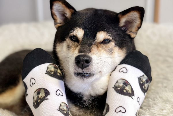 chien-figuration-acteur-instagram ShibaCrewLife-Partenariat-chausettes-personnalisées