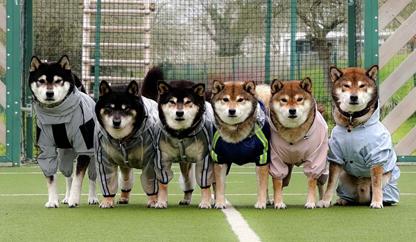 ShibaCrewLife-Kway-collaboration-imperméables