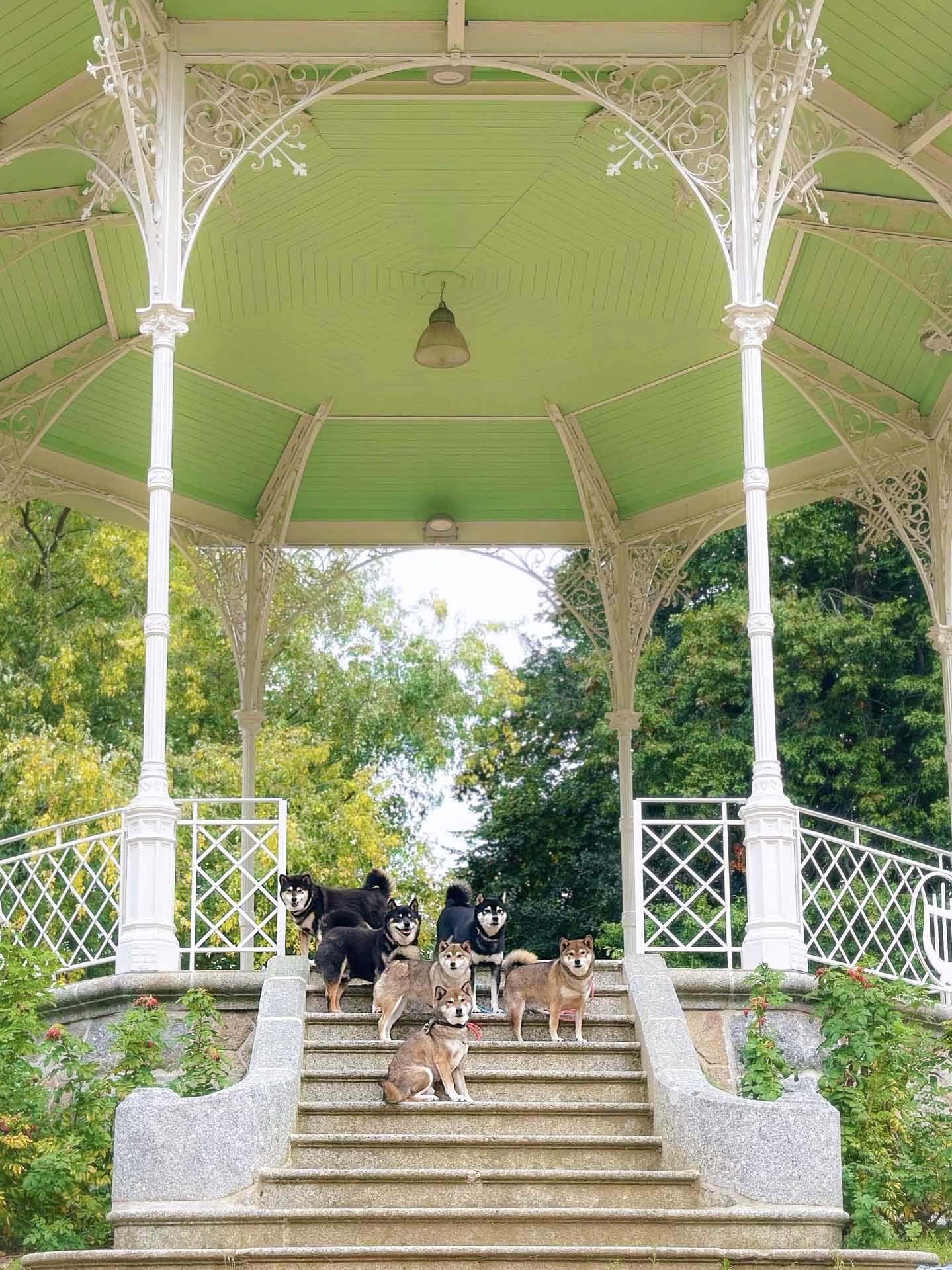 ShibaCrewLife-tonelle-parc-chiens dans les escaliers