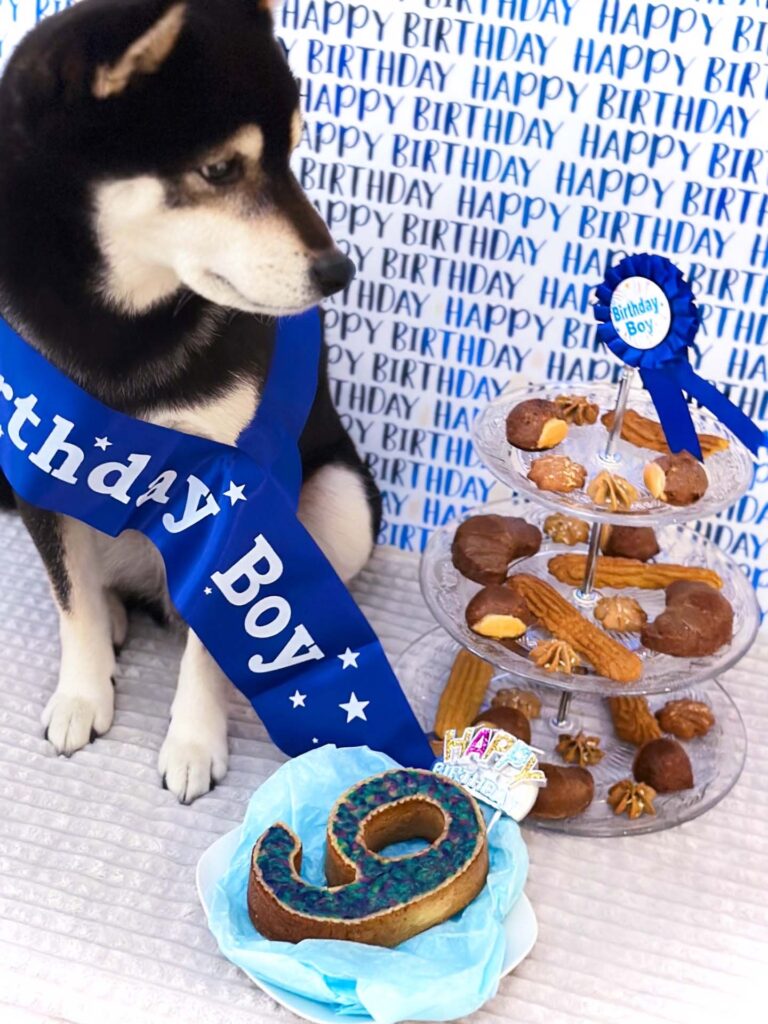 createur contenu ugc chien ShibaCrewLife-anniversaire-chien-pub-gateau