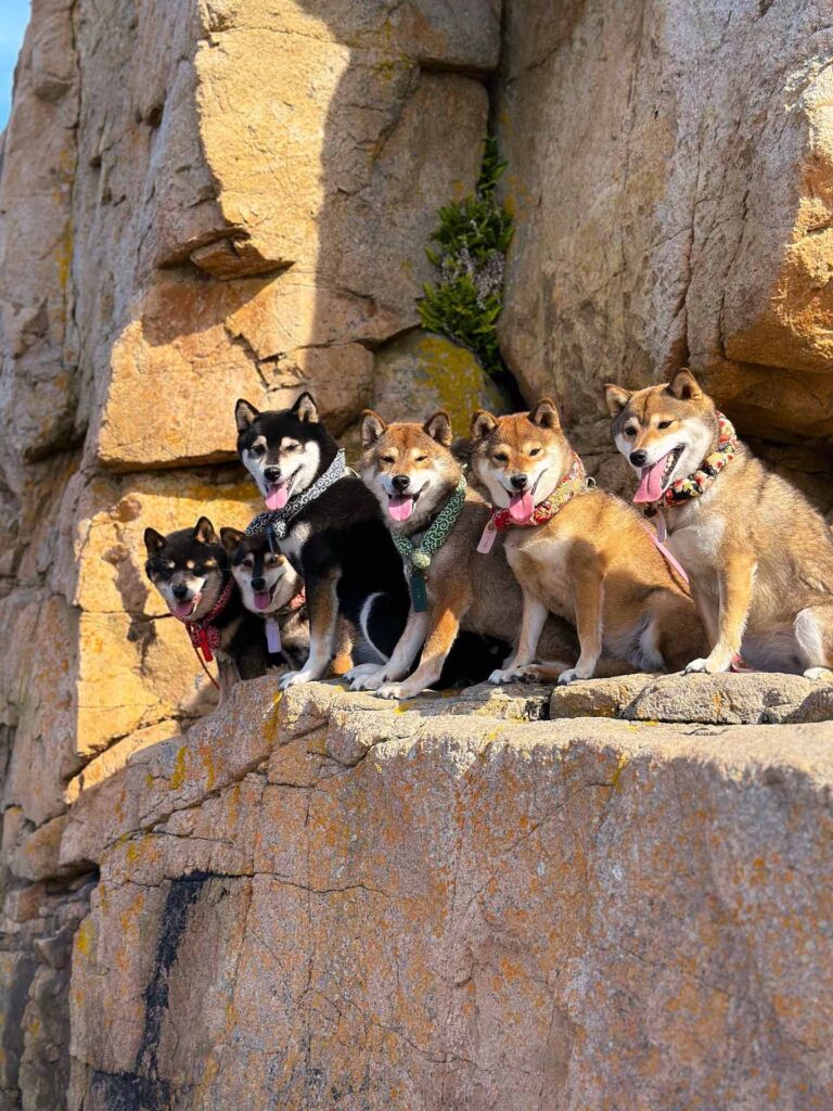 ShibaCrewLife-visuel-chien-modele