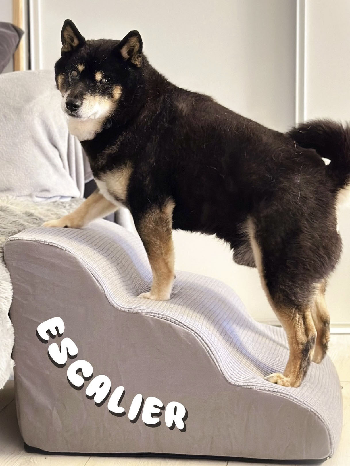 ShibaCrewLife-promotion-escalier-mousse-senior- chien