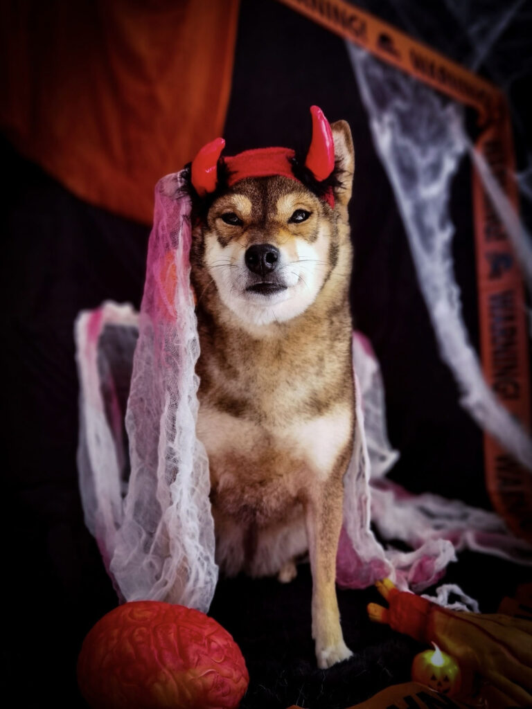 ShibaCrewLife-chien-deguisé-halloween