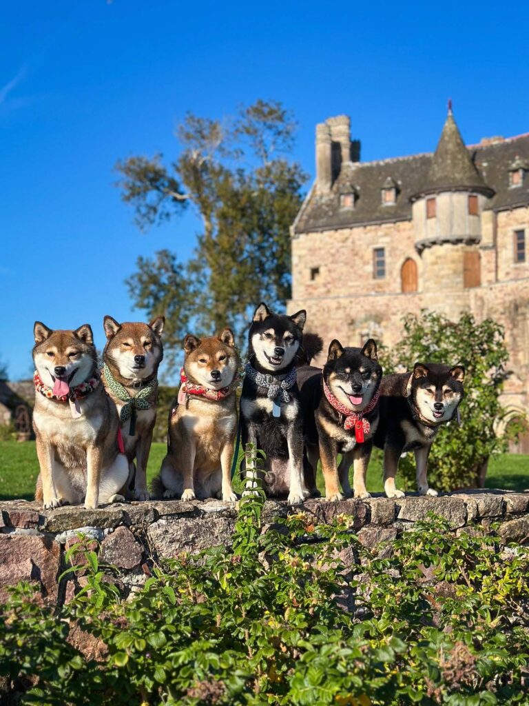 shiba meute photographie ShibaCrewLife-meute-photographie-muret-chateau