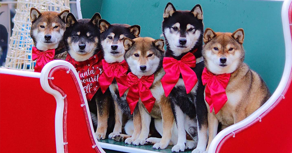 shiba-noel-shooting-canin