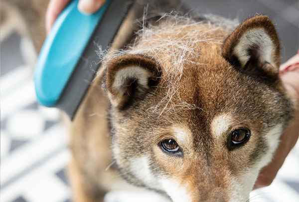 shibainu-spot-pub-animaux ShibaCrewLife-teste-brosse-mue-chien