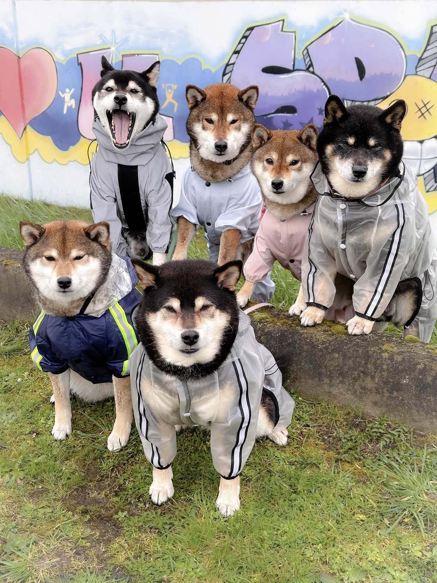 ShibaCrewLife-Imperméables-protection-pluie-chien
